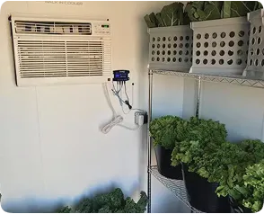 CoolBot-powered walk-in cooler featuring standard air conditioner, temperature control unit, and fresh produce including lettuce and collard greens stored on shelves.