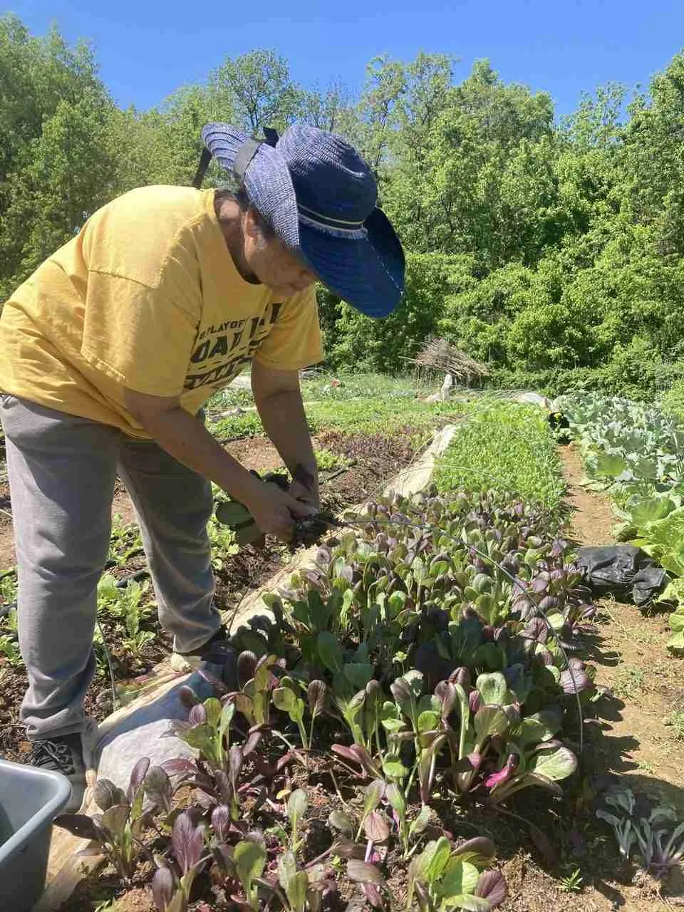 Person harvesting fresh greens in a vibrant vegetable garden, showcasing kohlrabi, carrots, and lettuce under clear blue skies, emphasizing sustainable farming practices supported by CoolBot technology.