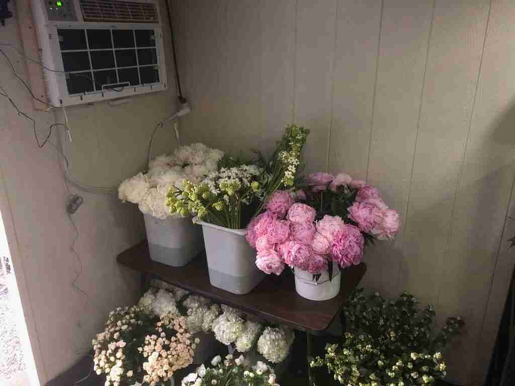 CoolBot Pro air conditioning unit on wall with buckets of fresh flowers, including white and pink peonies, in a floral cooler setup.