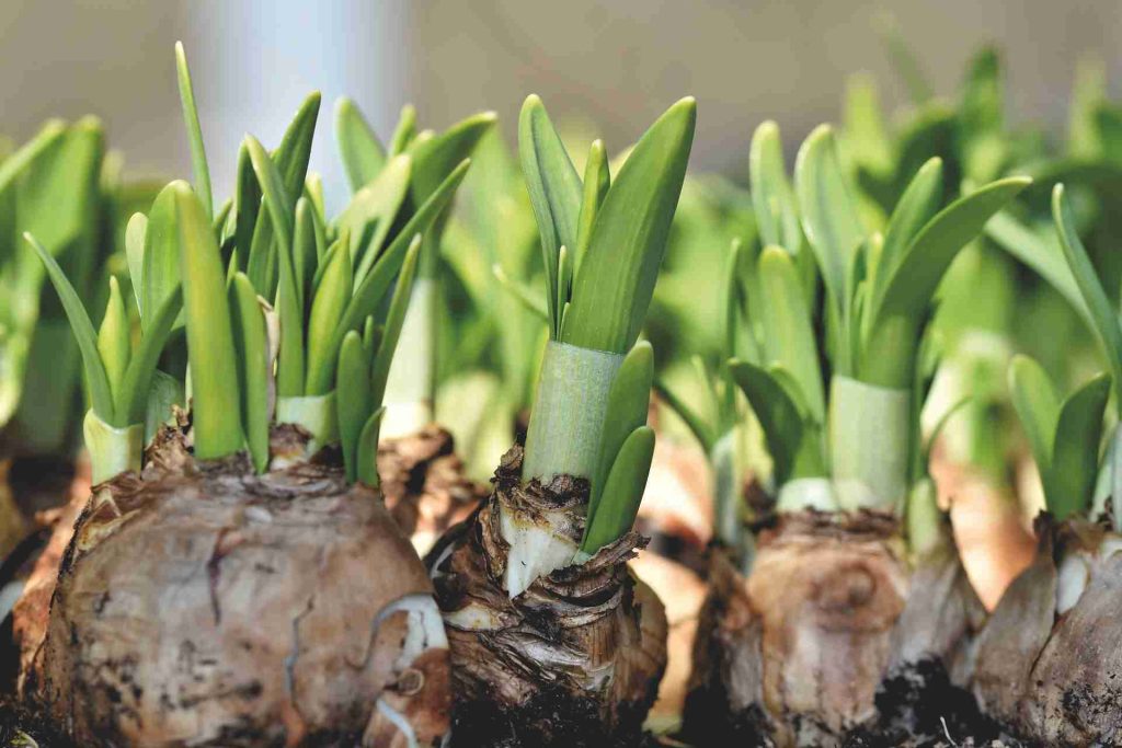 Tender bulbs with green shoots emerging, illustrating the curing process essential for winter storage in gardening.
